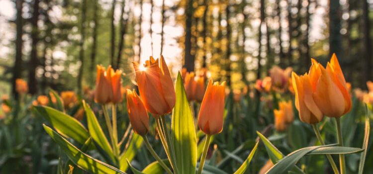 Reiciendis aut in qui sequi eveniet Reiciendis aut in qui sequi eveniet